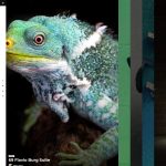 Photography 32 Html Template